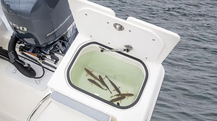 Striper PP 768x430