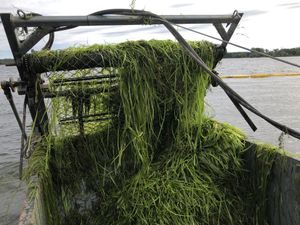 1980 1980 Aquatic Weed Harvester Turnkey Business - New Price!