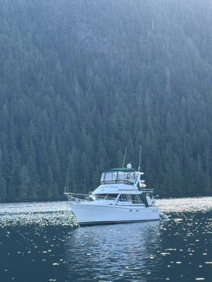1986 Bayliner 3288